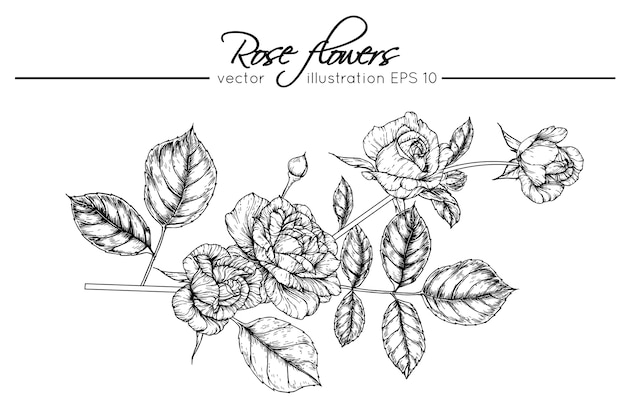 Drawing rose flowers 