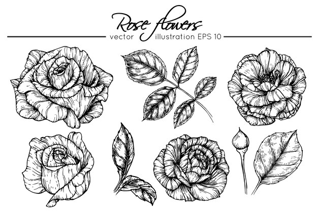 Vector drawing rose flowers 