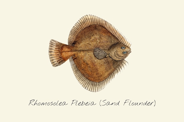 Drawing of a Sand Flounder 