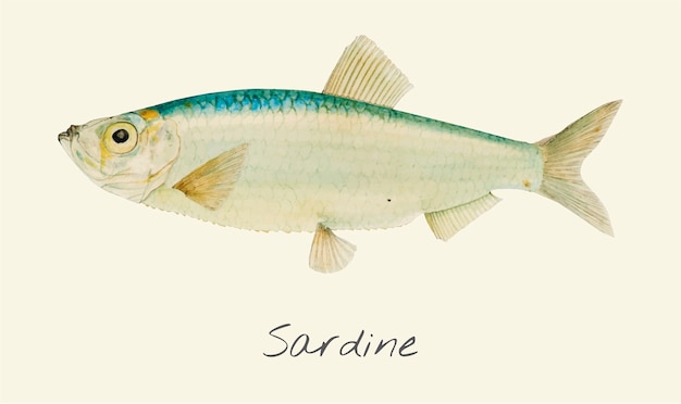 Drawing of a sardine