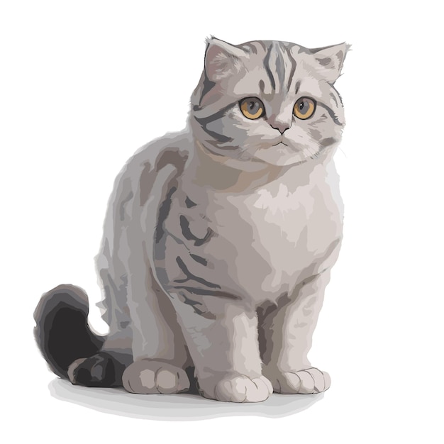 Drawing of Scottish Fold Cat with Editable Features Vector Illustration