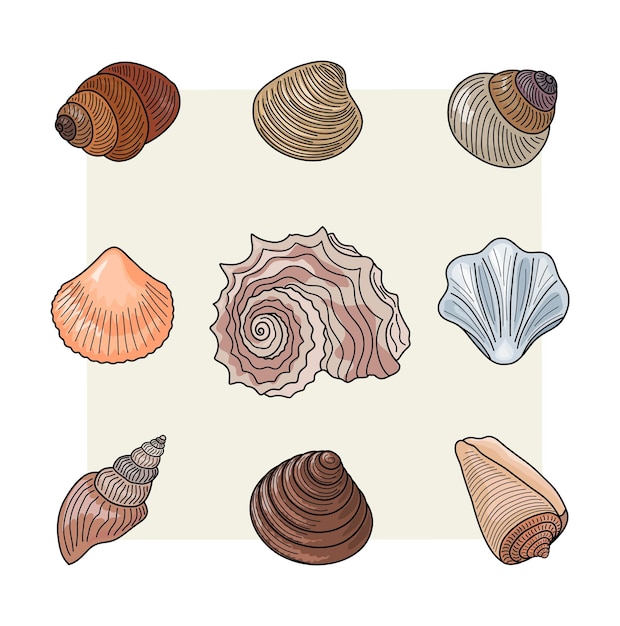 A drawing of shells from the sea