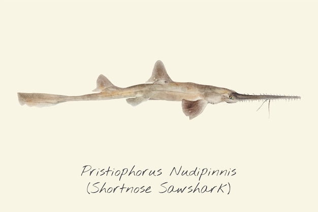 Drawing of a shortnose sawshark