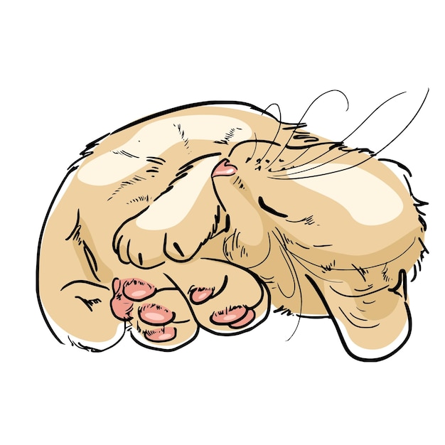 Drawing of a sleeping ginger cat with big paws