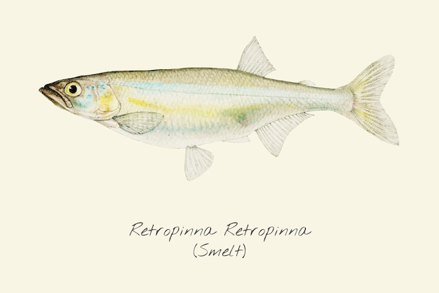 drawing of a smelt fish