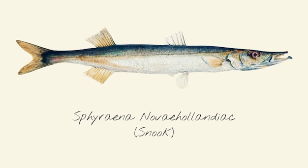 Premium Vector  Drawing of a snook fish