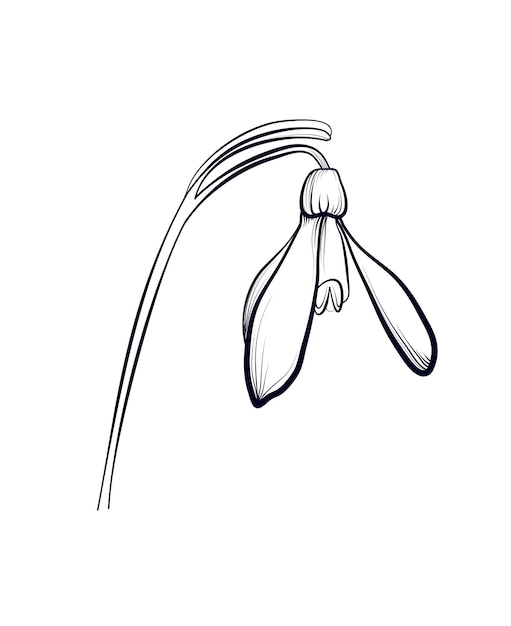 Vettore disegno di un'illustrazione vettoriale di un fiore a gocciola di neve