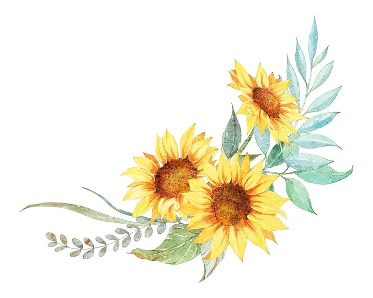 Vector a drawing of sunflowers with leaves and leaves