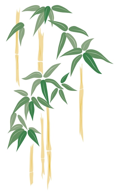 Drawing of tropical bamboo plants isolated on white