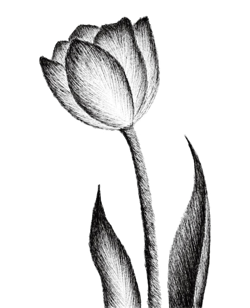 A drawing of a tulip with the leaves curled around it.