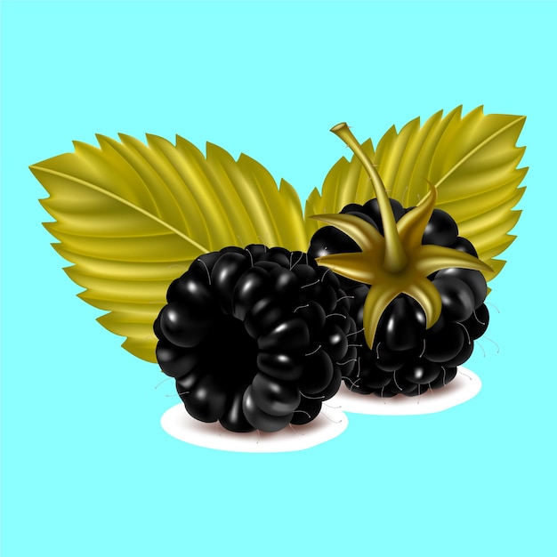 Vector a drawing of two blackberries and a leaf with the word 