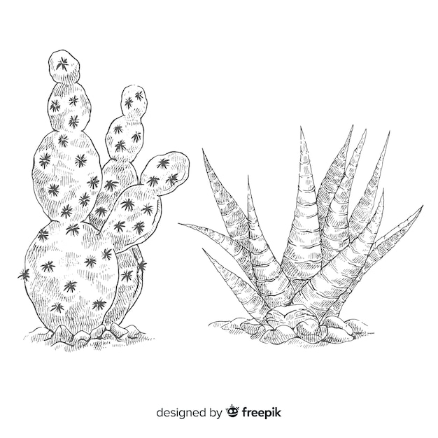 Drawing of two cactus, illustration on black and white for coloring page