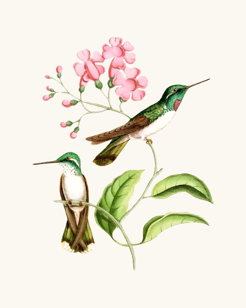 Vector a drawing of two hummingbirds with flowers and leaves.