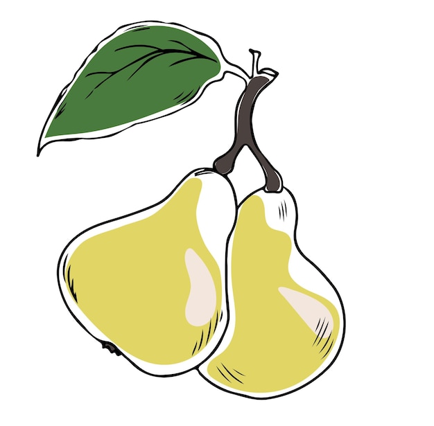 A drawing of two pears with a green leaf on the stem