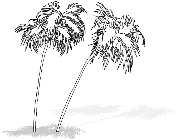 Vector drawing of two tropical coconut trees