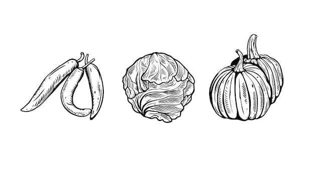 Vector a drawing of various vegetables on a white background