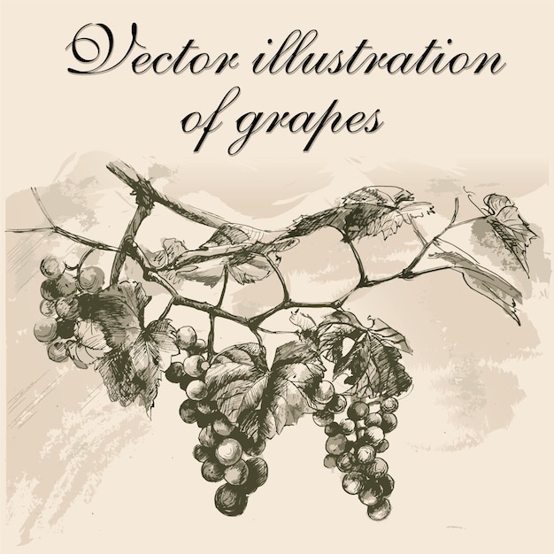 drawing of a vine branch in black ink on a watercolor background