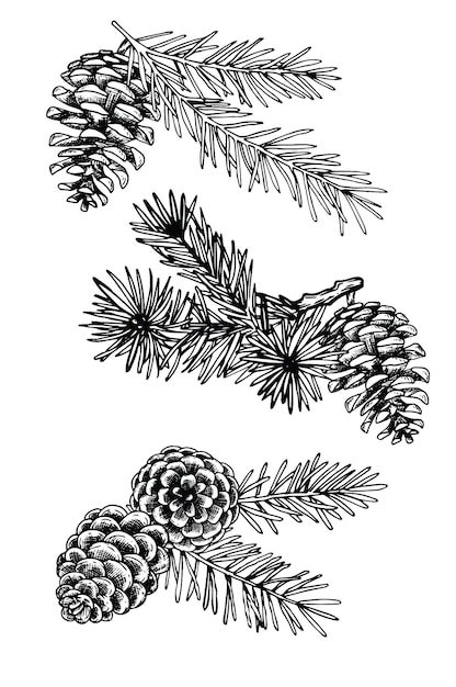 Vector drawing in vintage style, christmas set of fir branches and cones, fir-tree. branch compositions.