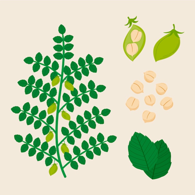 Drawn chickpea beans with plant