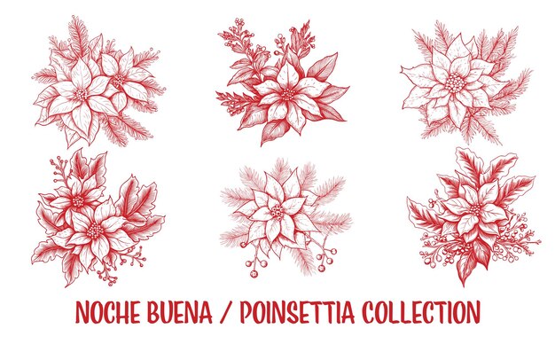 Vector drawn poinsettia flower collection