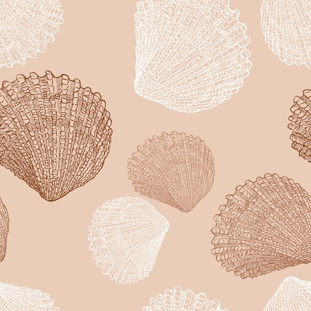 The drawn sea shells