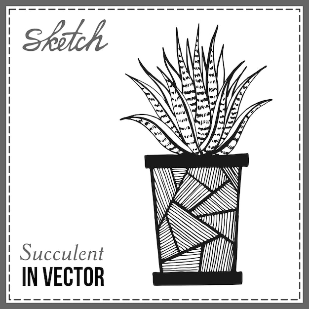 DRAWN SKETCH OF CACTUS IN THE VECTOR