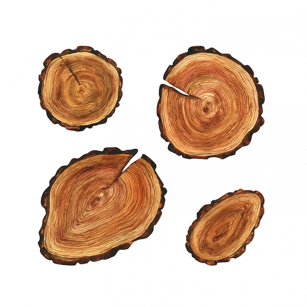 Tagli di alberi disegnati. serie di illustrazioni di pezzi rotondi di legno per la decorazione