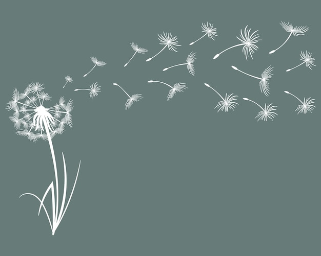 Drawn white dandelion with flying fluffs on a dark background. Print, postcard, vector