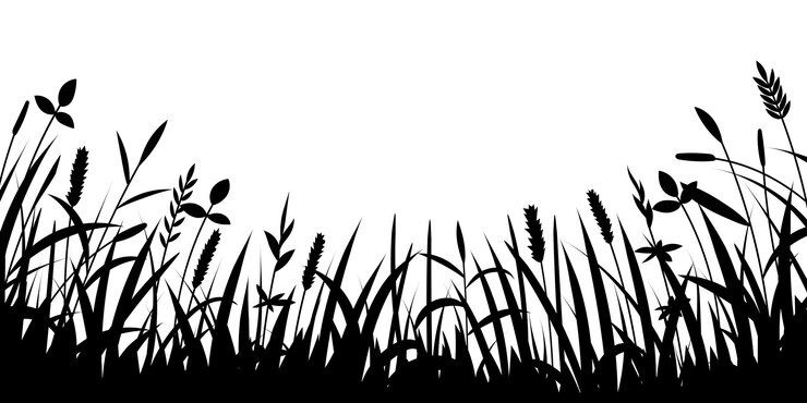 Vector drawn wild grass isolated on white background