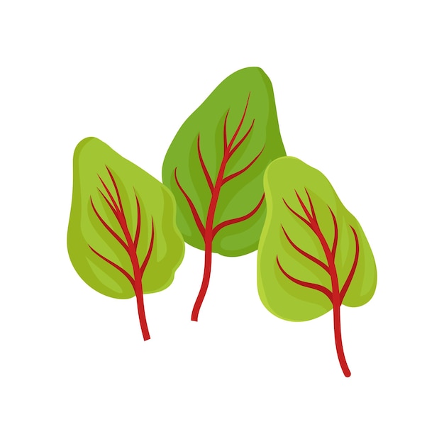 Drie heldergroene sorrelbladeren met rode aderen Keukenplant Biologisch ingrediënt voor salade Natuurlijke kruiden thema Grafisch element voor receptboek Platte vectorontwerp geïsoleerd op witte achtergrond