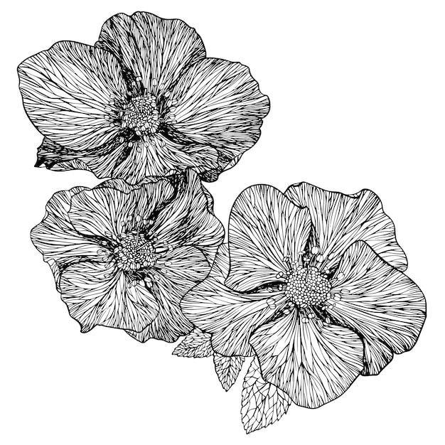 Drie Nieskruid bloemen zwart-wit handgetekende vector tekening. Boeket van Helleborus