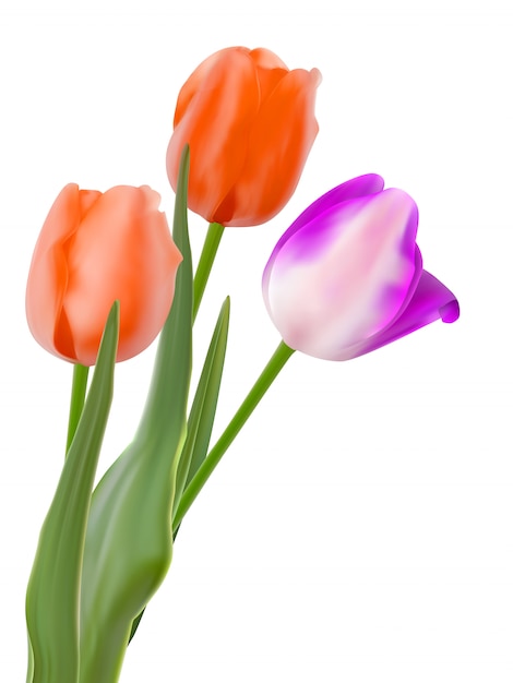 Drie prachtige tulpen, geïsoleerd op wit.