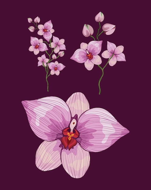 Vector drie roze orchideeën