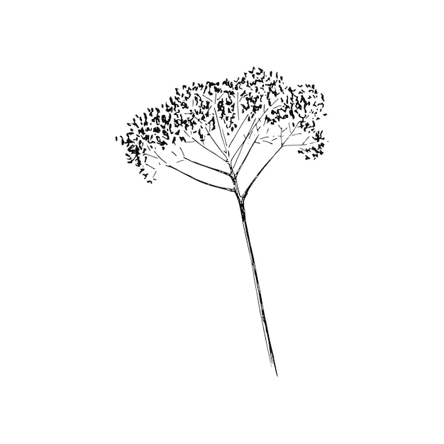 Высушенный цветок. Нарисованная вручную веточка сухого цветка. Монохромный черно-белый рисунок. Отдельные векторные иллюстрации на белом фоне.