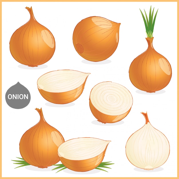 Vector dried onion vegetable with green leaves