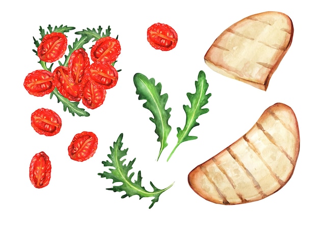 Dried tomatoes, baguette and arugula. Watercolor illustrations. Italian appetizer