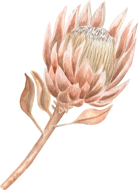 Droge protea aquarel illustratie