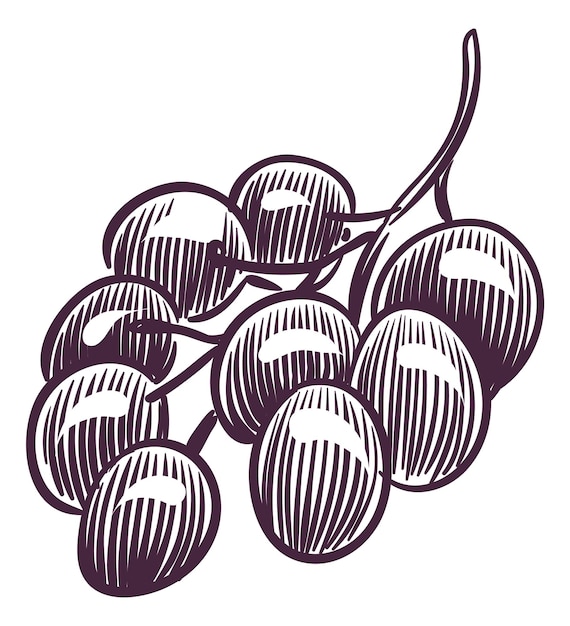 Druif gravure Wine berry bos Vineyard logo geïsoleerd op witte achtergrond