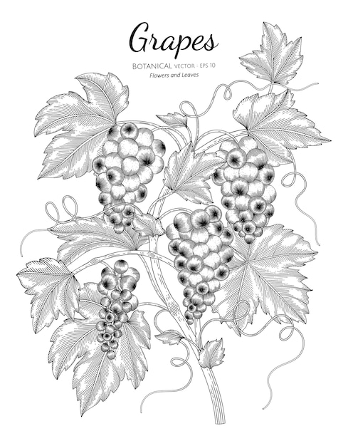 Druiven fruit botanische hand getekende illustratie.