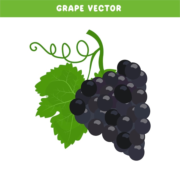 Vector druivenvector set zwarte druiven clip art biologische fruitboerderij oogstfestival platte vector