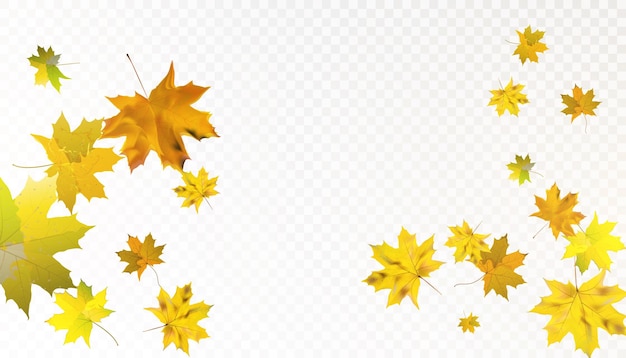 Dry autumn Canadian maple leaves fall swirling on a transparent background Vector