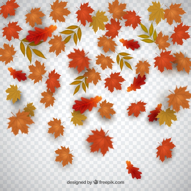 Vector dry autumn leaves