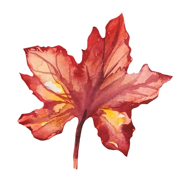 Dry burgundy maple leaf in autumn watercolor illustration