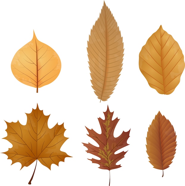 Vector dry leaf collection