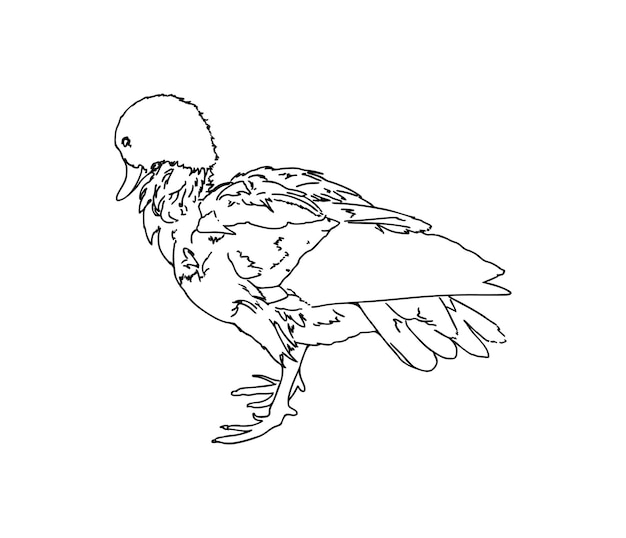 Vettore uccello di anatra con piume doodle libro da colorare cartone animato lineare
