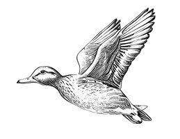 Vector duck flying hand drawn sketch engraving style vector illustration.