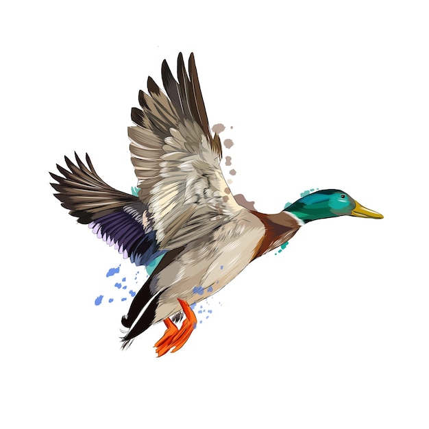 Duck from a splash of watercolor, colored drawing, realistic.  illustration
