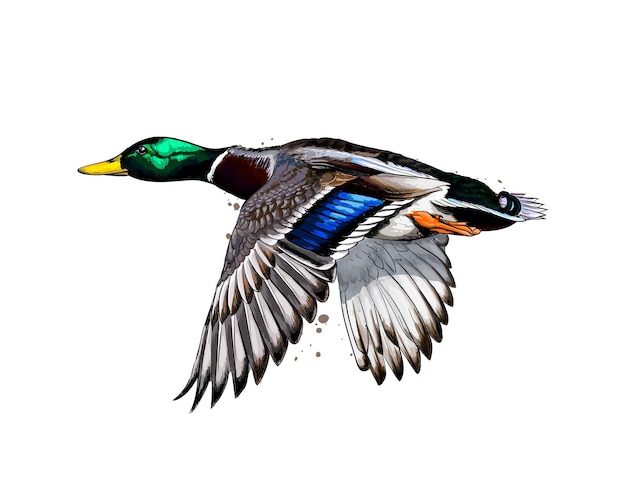 Duck from a splash of watercolor, colored drawing, realistic. Vector illustration of paints