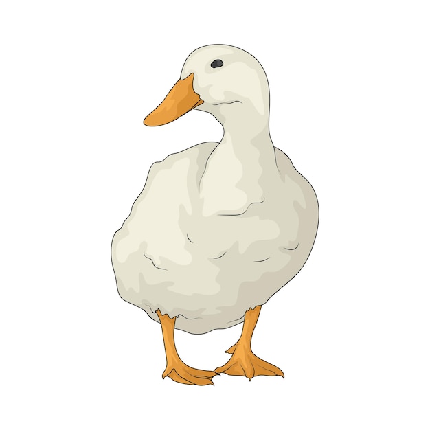 Duck illustration