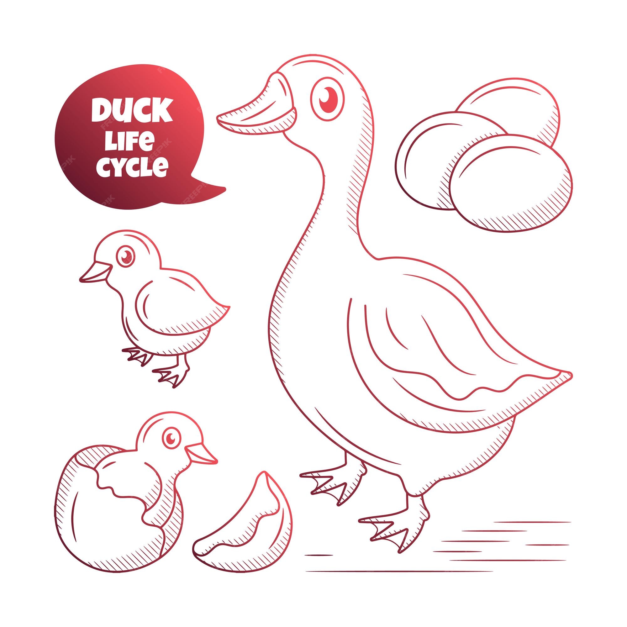 Duck Life Cycle Infographics 26322203 Vector Art at Vecteezy